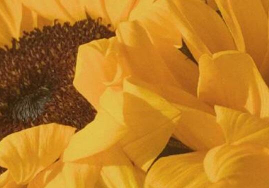 吃饭优美的句子文案