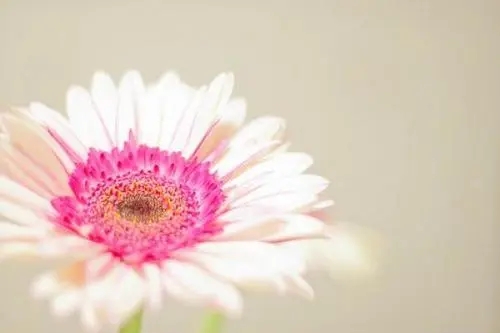 感慨花期太短的说说文案