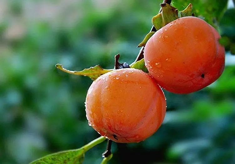 描写秋天果实成熟的句子文案