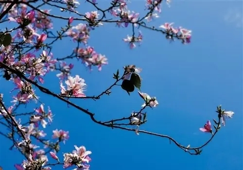 赏花的心情短语幽默