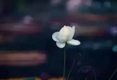 看淡一切无所谓的个性签名