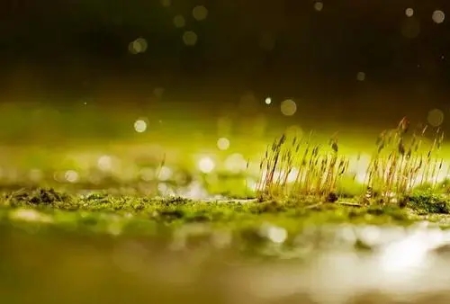 在小树林玩的心情说说文案