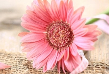 亦舒经典语录文案27句