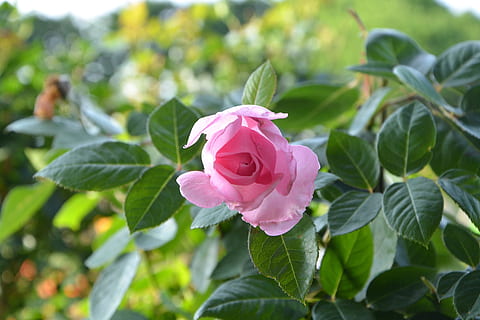 我想开头的句子文案有哪些