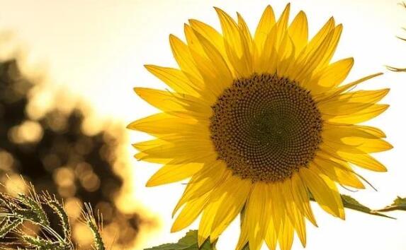 对向日葵的赞美短句