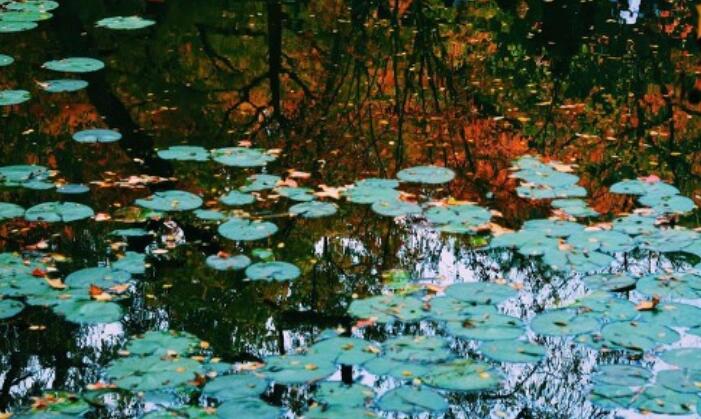 经典散文片段摘抄