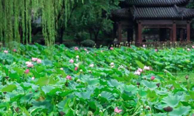 夏天荷花的小清新文案