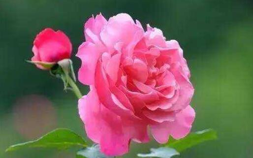 早安友情温馨问候