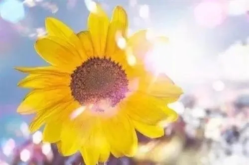 阳光句子文案简短