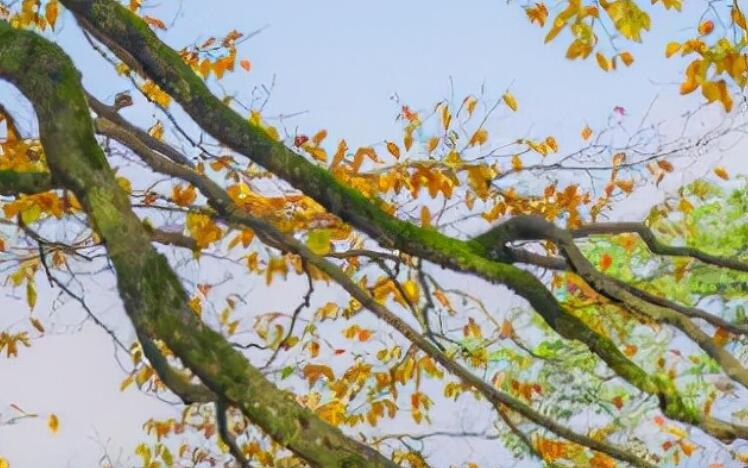 幽默风趣的文案