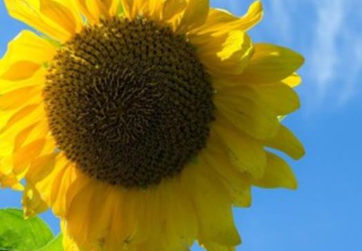 每天给情人一句问候语