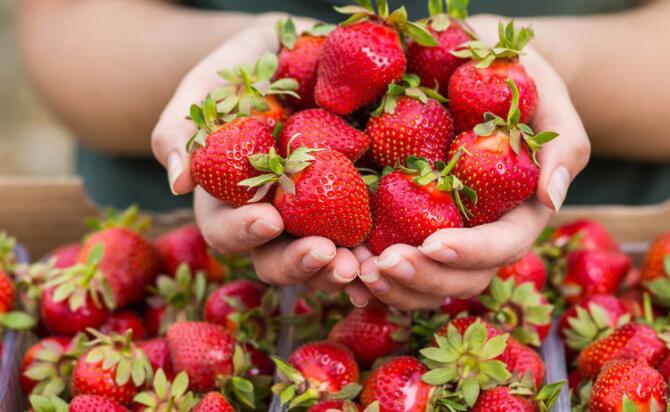 描写草莓的优美句子文案