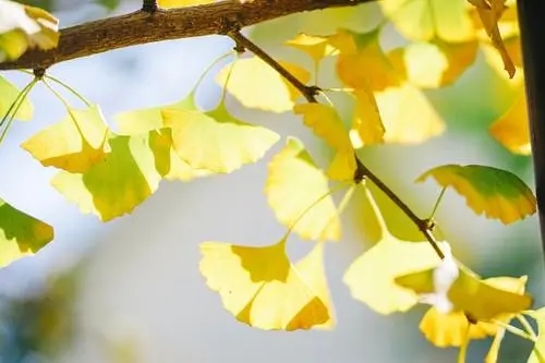 秋天的优美短句