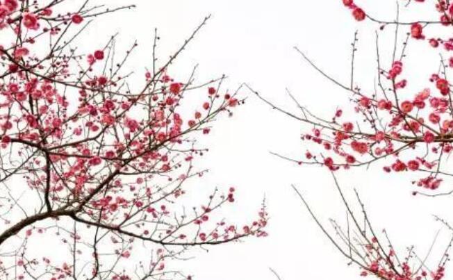 腊梅迎春的诗句文案