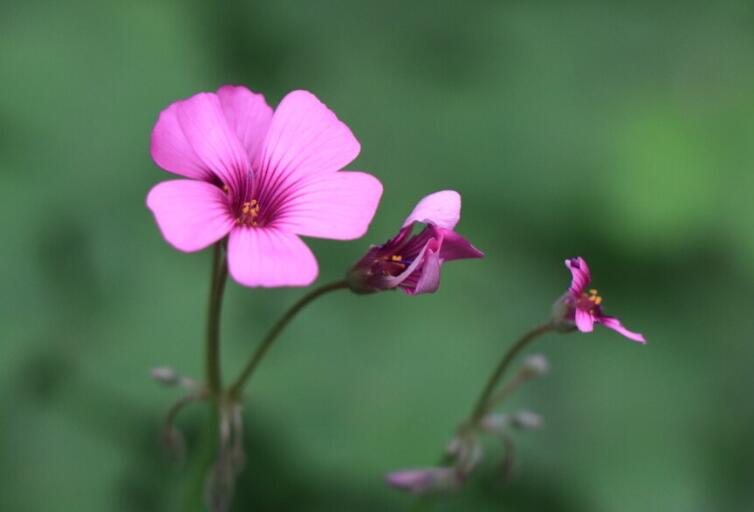 形容春天已过夏天来临的语句文案