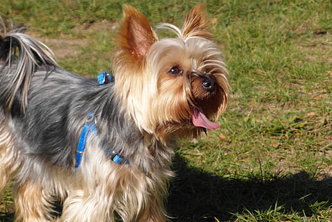 形容人品行好的句子文案