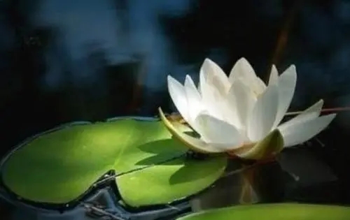 很随性很洒脱的话