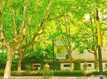 夏天绿意盎然唯美句子文案