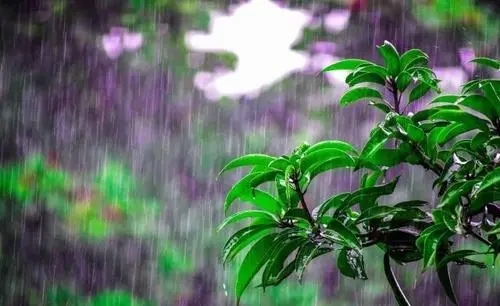 春天下雨去旅游的唯美句子文案