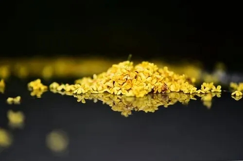 形容桂花香的优美句子文案