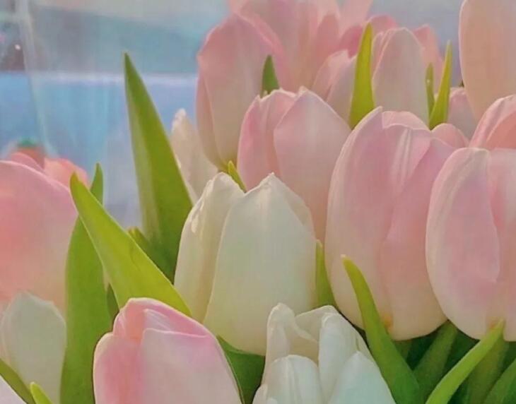 问候早安的友谊简短句子文案