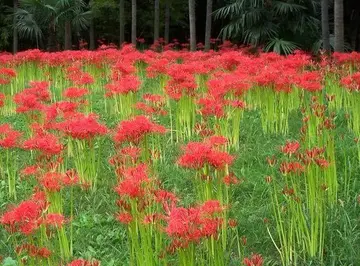 彼岸花伤感唯美句子文案