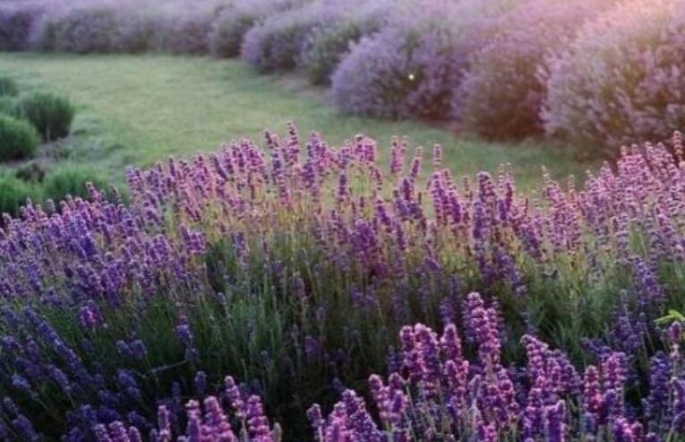 甜到炸的早安小情话文案