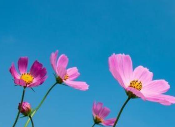 日常高情商早安问候