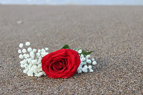 写给女朋友的贺卡短句