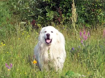 反骂狗眼看人低的句子文案