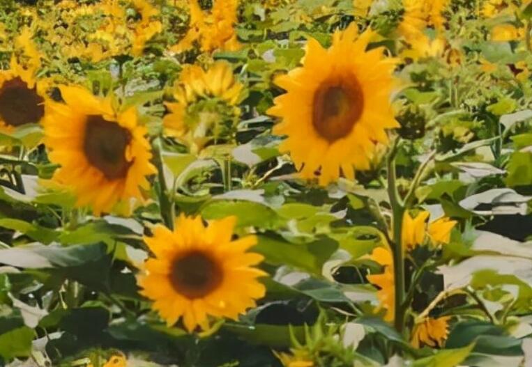 天气好心情好的早安说说文案