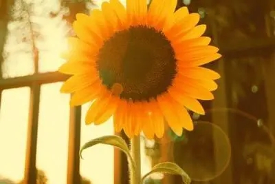 描写阳光的句子文案