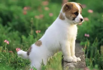 人与狗的感情深的句子文案