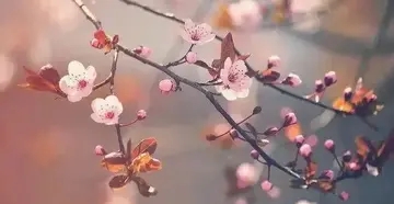 人生如花的短句