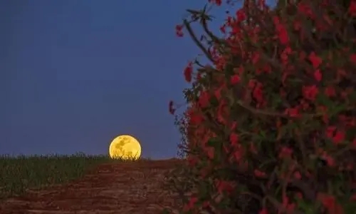 关于月亮的文案简短