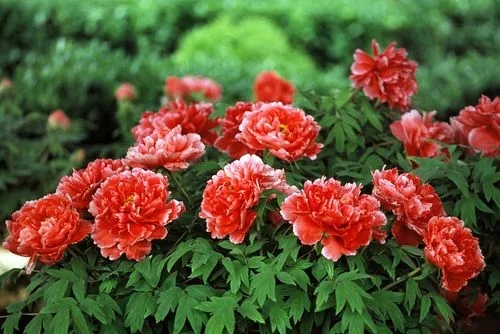 关于牡丹的诗句文案