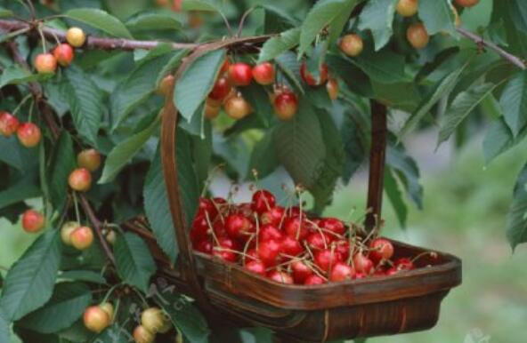 樱桃熟了的说说文案