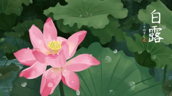 带白露的诗句文案有哪些