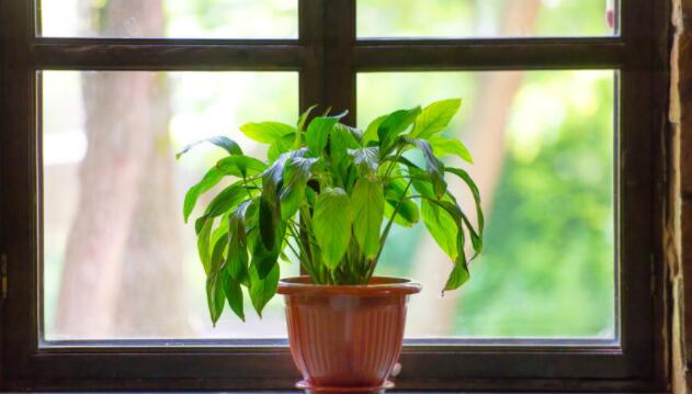 古代花盆的诗词