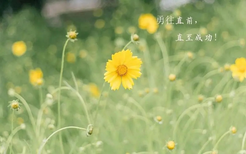 每日开心说说文案致自己