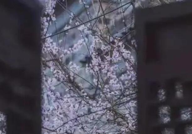 三月的美好寄语