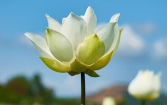 一朵花独自开放的励志说说文案