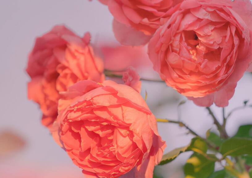 很暖很治愈的爱情短句