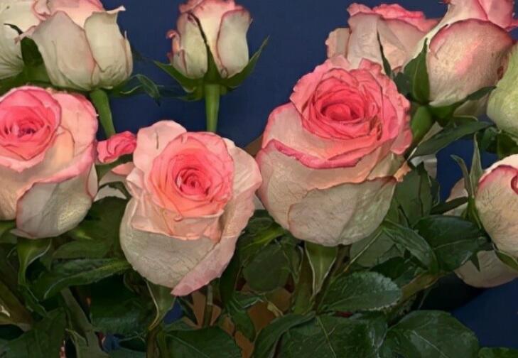 暗恋表达爱意的句子文案