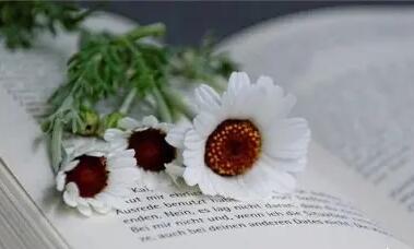 赞美好生活的句子文案大全