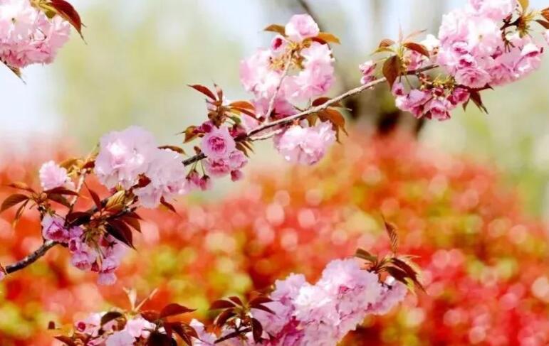 赏樱花的好心情说说文案