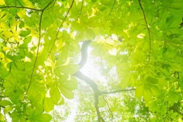 夏日里的清凉美句