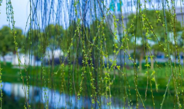 春天柳树的描写