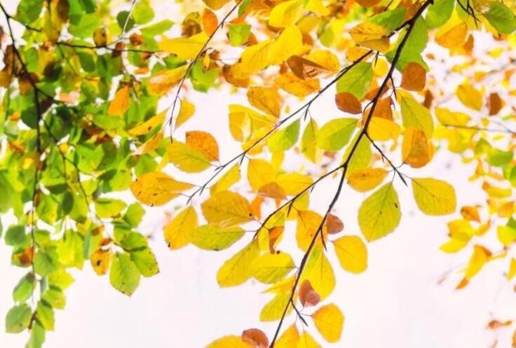 秋天的好句子文案简短