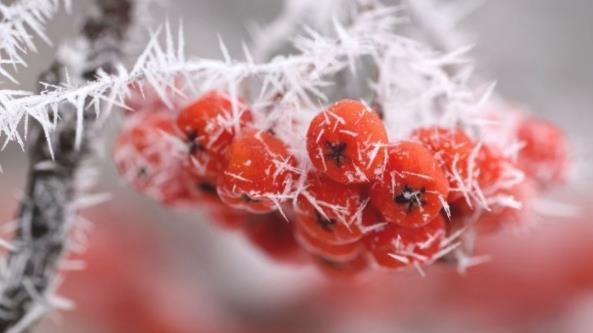 描写霜降节气的古诗